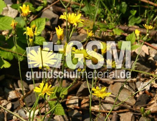Wiesen-Pippau-094.jpg